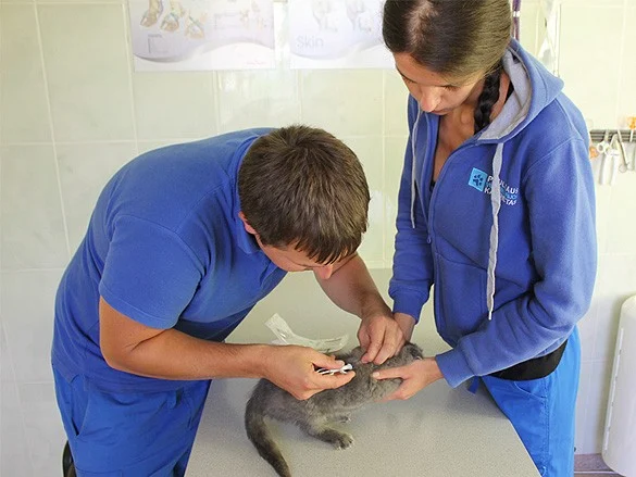 PAULIAUS veterinarijos kabinetas, UAB VETERINARAI - 4