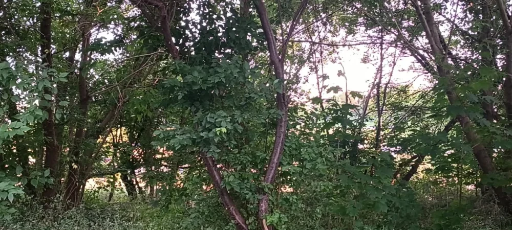 Perkraustymo Paslaugos, Kroviniu Transportas, Perkraustymas Vilniuje